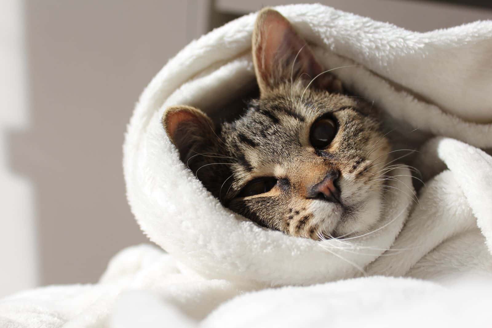 Katze mit duennem Fell sucht Waerme unter einer weichen Decke