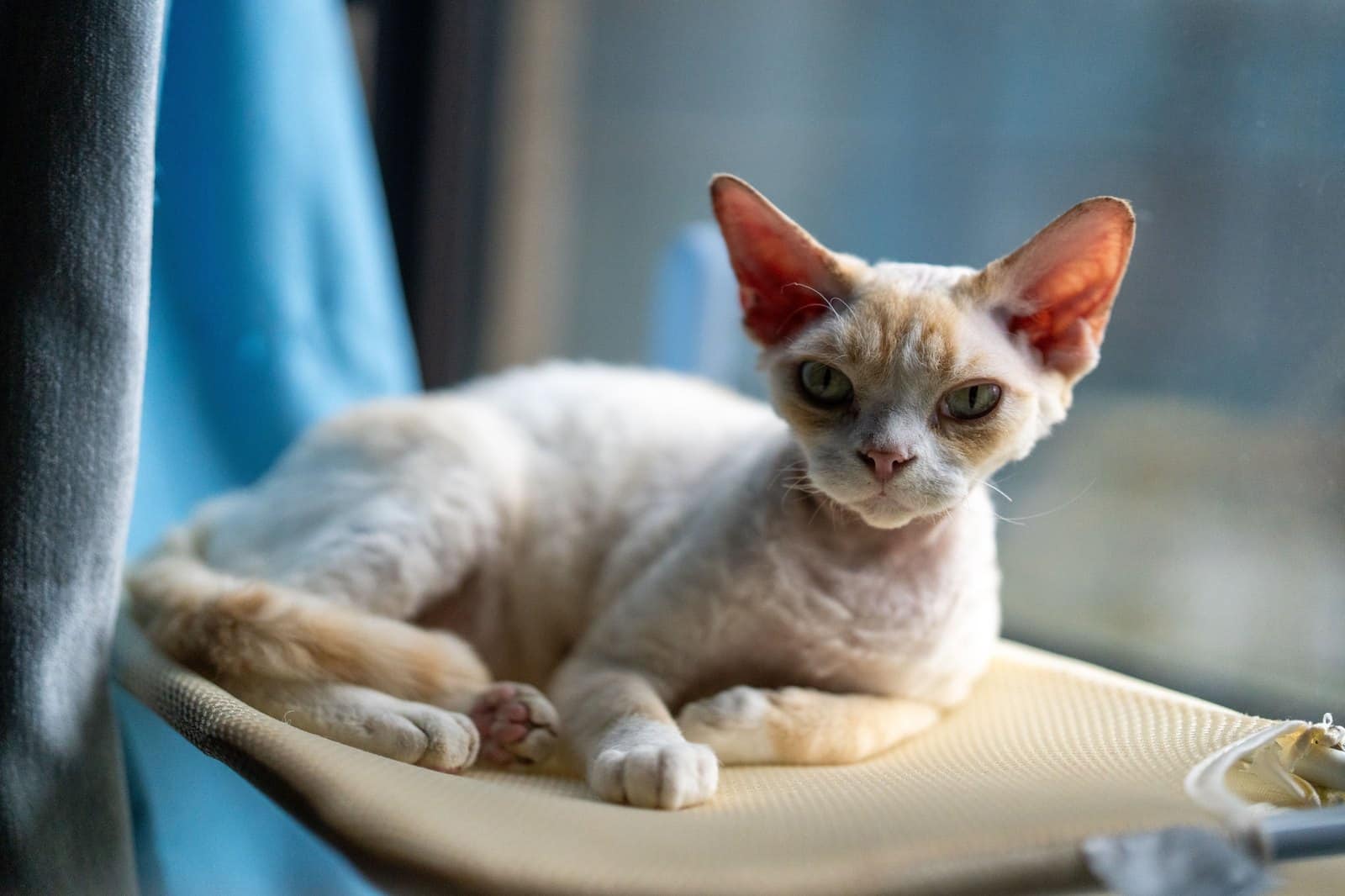 Devon Rex Katze liegt gemütlich in einer Hängematte