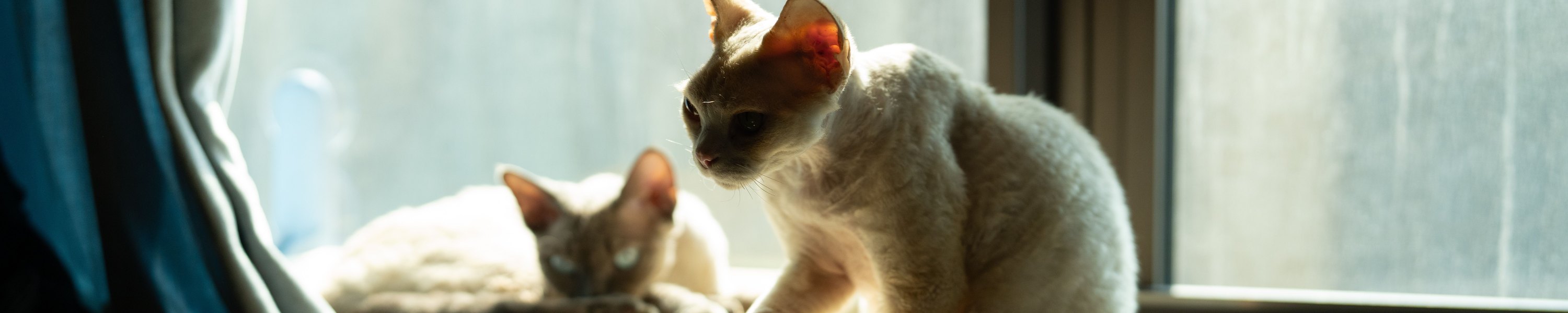 Devon Rex
