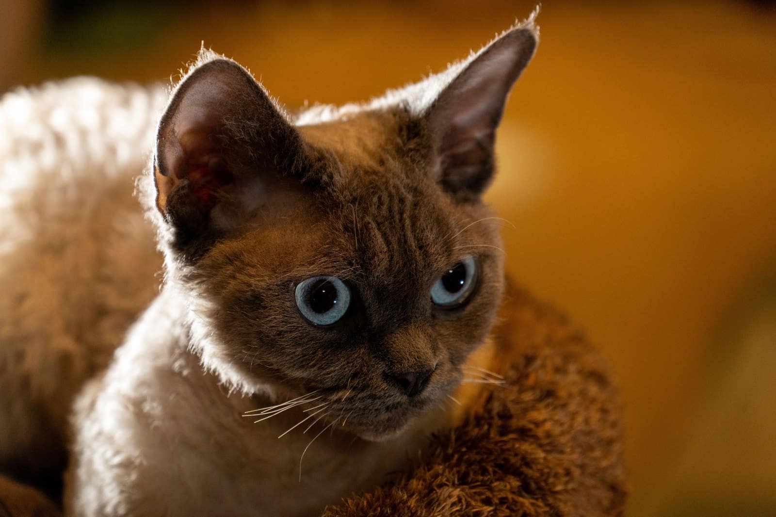 Devon Rex Katze in Nahaufnahme, gut sichtbar das weiche gewellte Lockenfell
