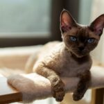 Devon Rex