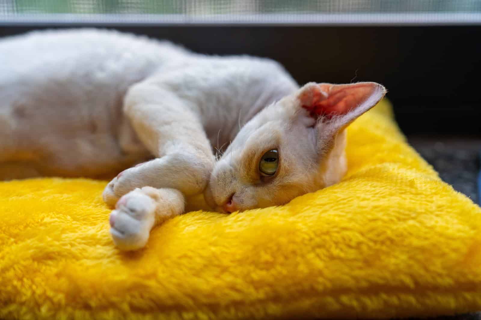 Devon Rex Katze mit lockigem Fell entspannt sich