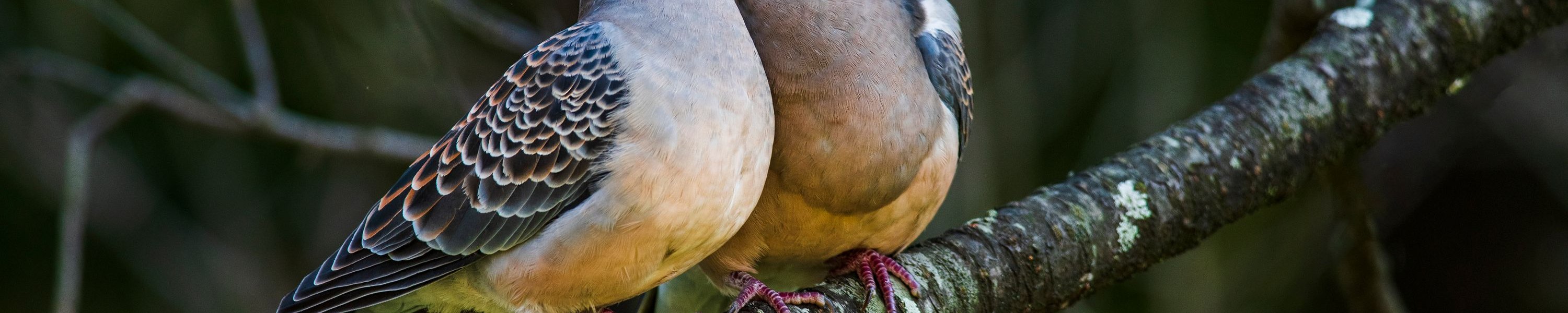 Diamanttauben im Porträt: Haltung, Verträglichkeit und Ernährung