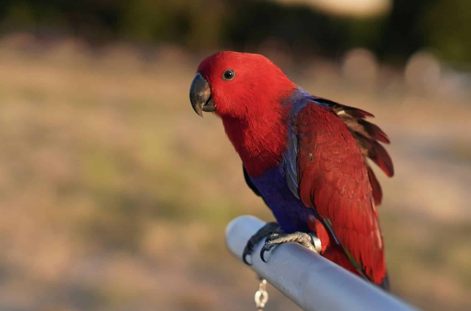 Leuchtend roter weiblicher Edelpapagei mit blauem Bauch