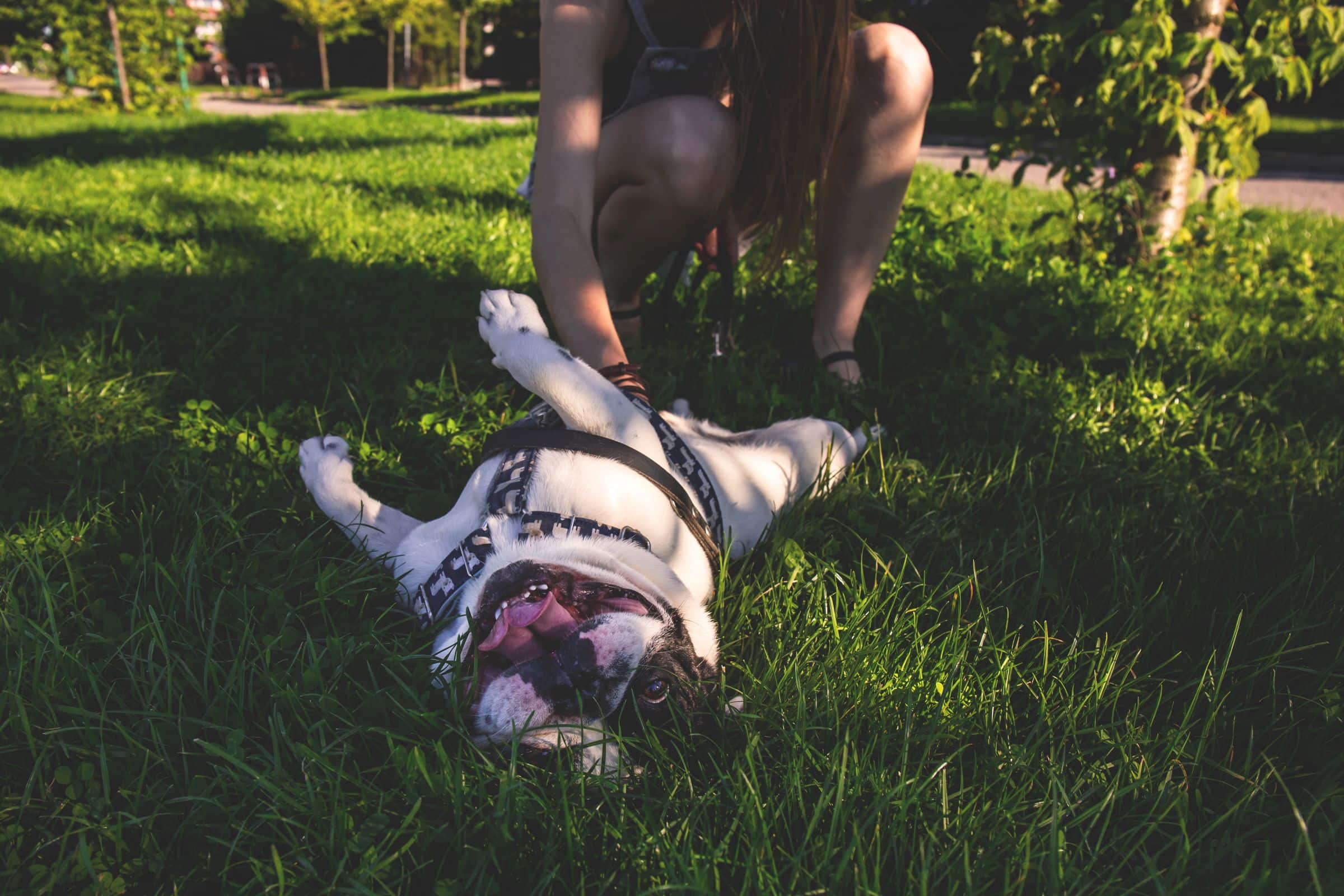 Erwachsener Hund beim Training konzentriert im Park