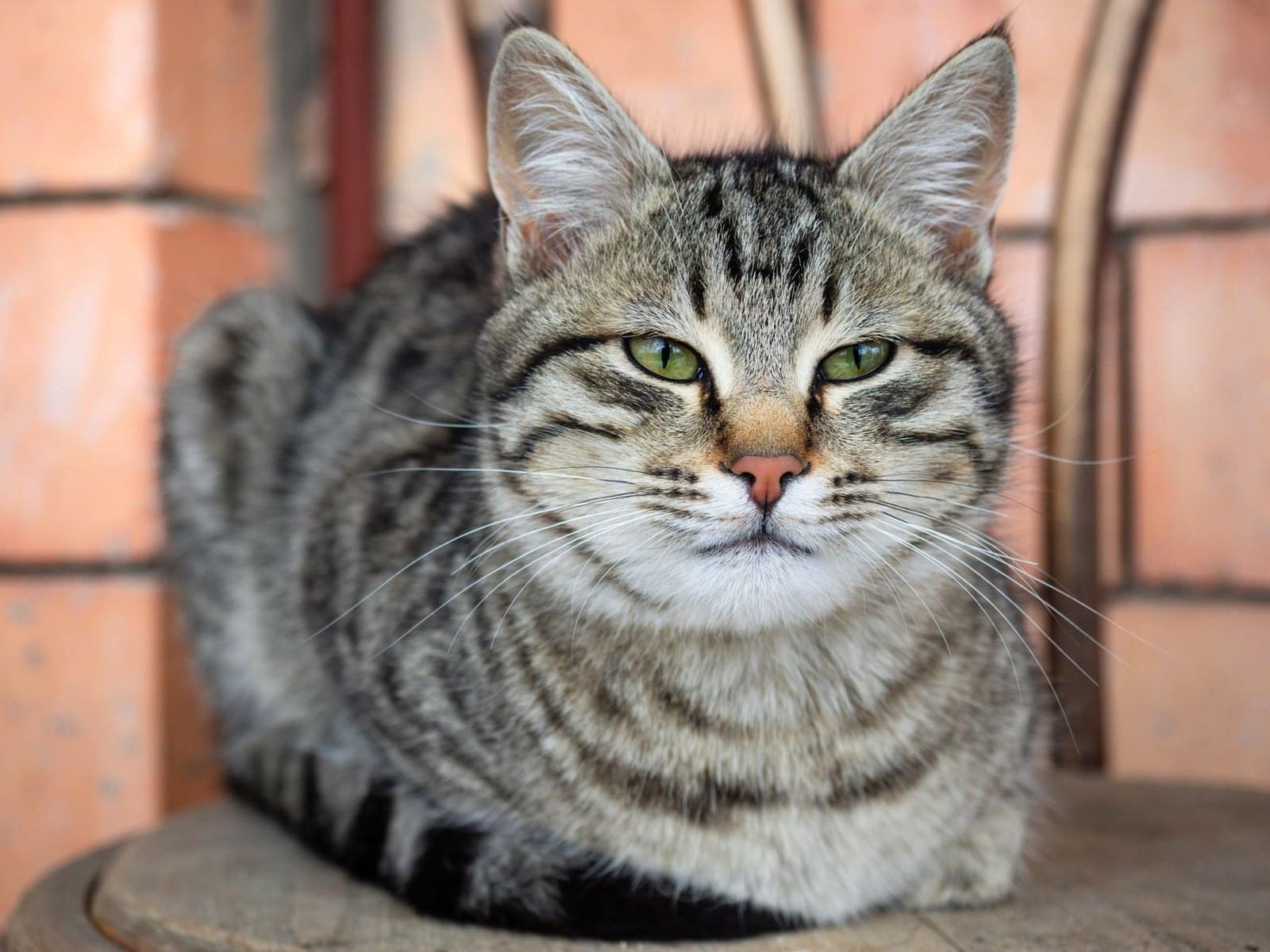 Getigerte Kurzhaarkatze ruht entspannt in der Wohnung