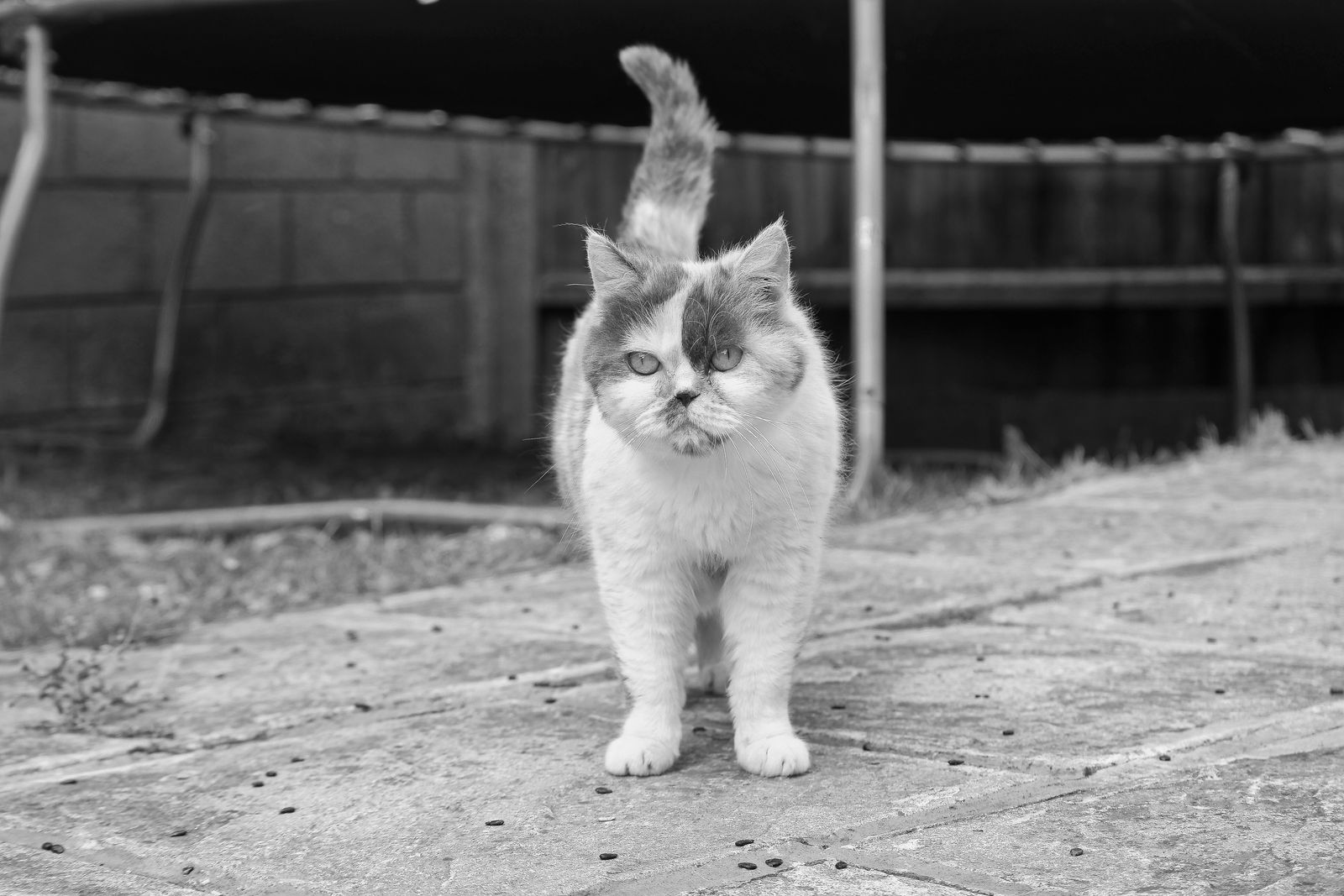 Exotic Shorthair Katze im Freien auf einem Steinweg