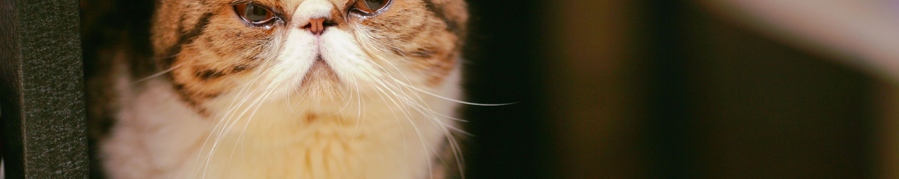 Exotic Shorthair