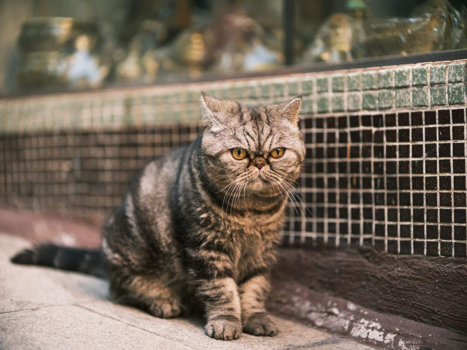 Exotic Shorthair Katze sitzt aufmerksam mit rundem Gesicht