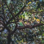 Federbalgmilben und Federspulmilben beim Vogel
