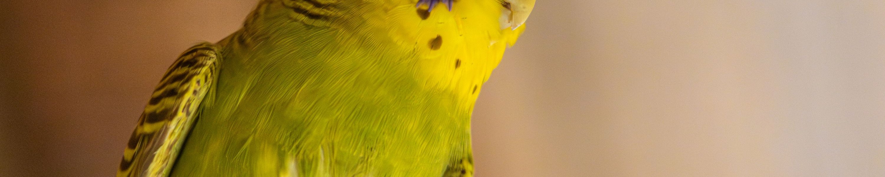 Federbalgmilben und Federspulmilben beim Vogel