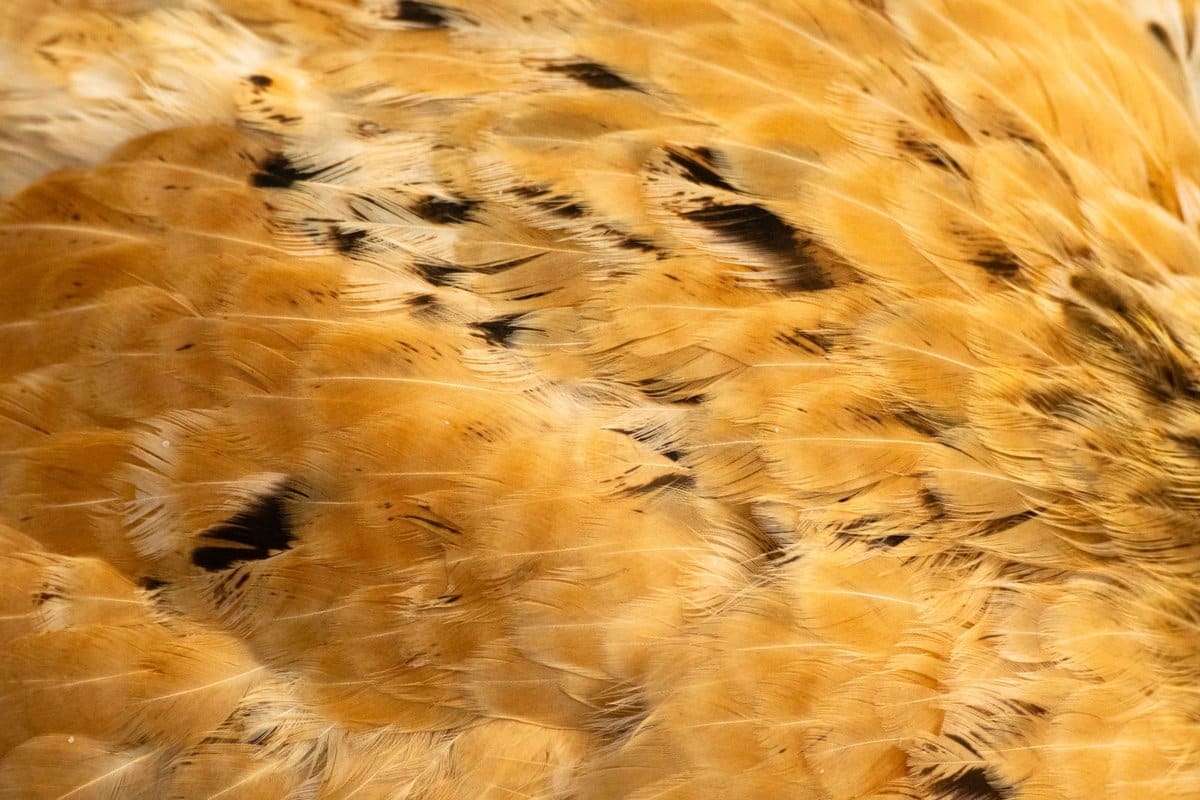 Nahaufnahme von Vogelfedern