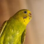 Federlinge beim Vogel: erkennen, behandeln und Menschen schützen