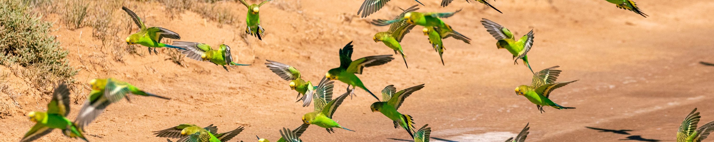 Federlinge beim Vogel: erkennen, behandeln und Menschen schützen