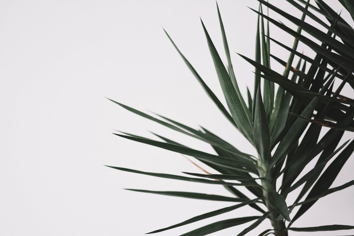 Yucca-Zimmerpflanze mit scharfen Blattspitzen