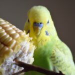 Golliwoog: Die perfekte Futterpflanze für Vögel?