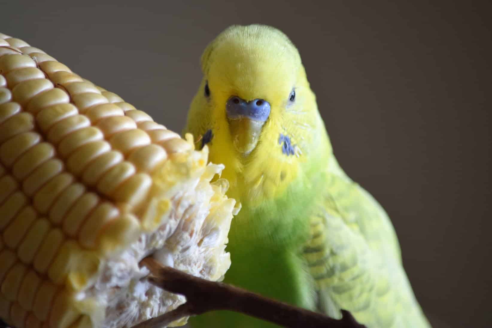 Golliwoog: Die perfekte Futterpflanze für Vögel?