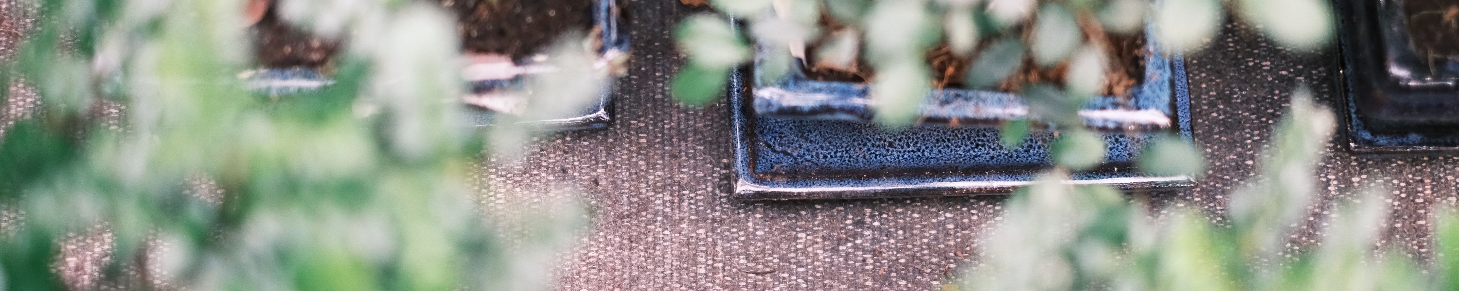 Golliwoog: Die perfekte Futterpflanze für Vögel?