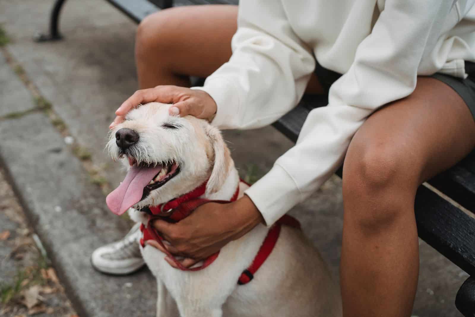 Halter belohnt Hund beim Grundkommando-Training mit einem Leckerli