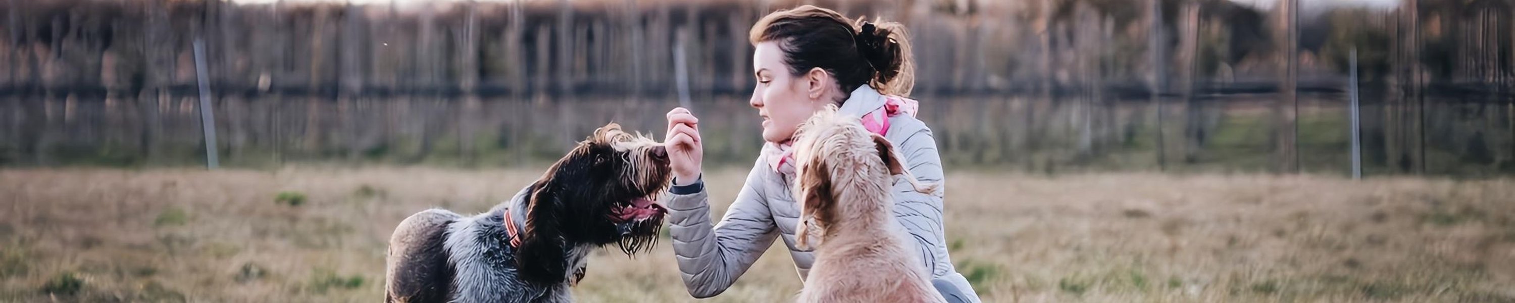 Grundkommandos Hund: Sitz, Platz und Co. beibringen