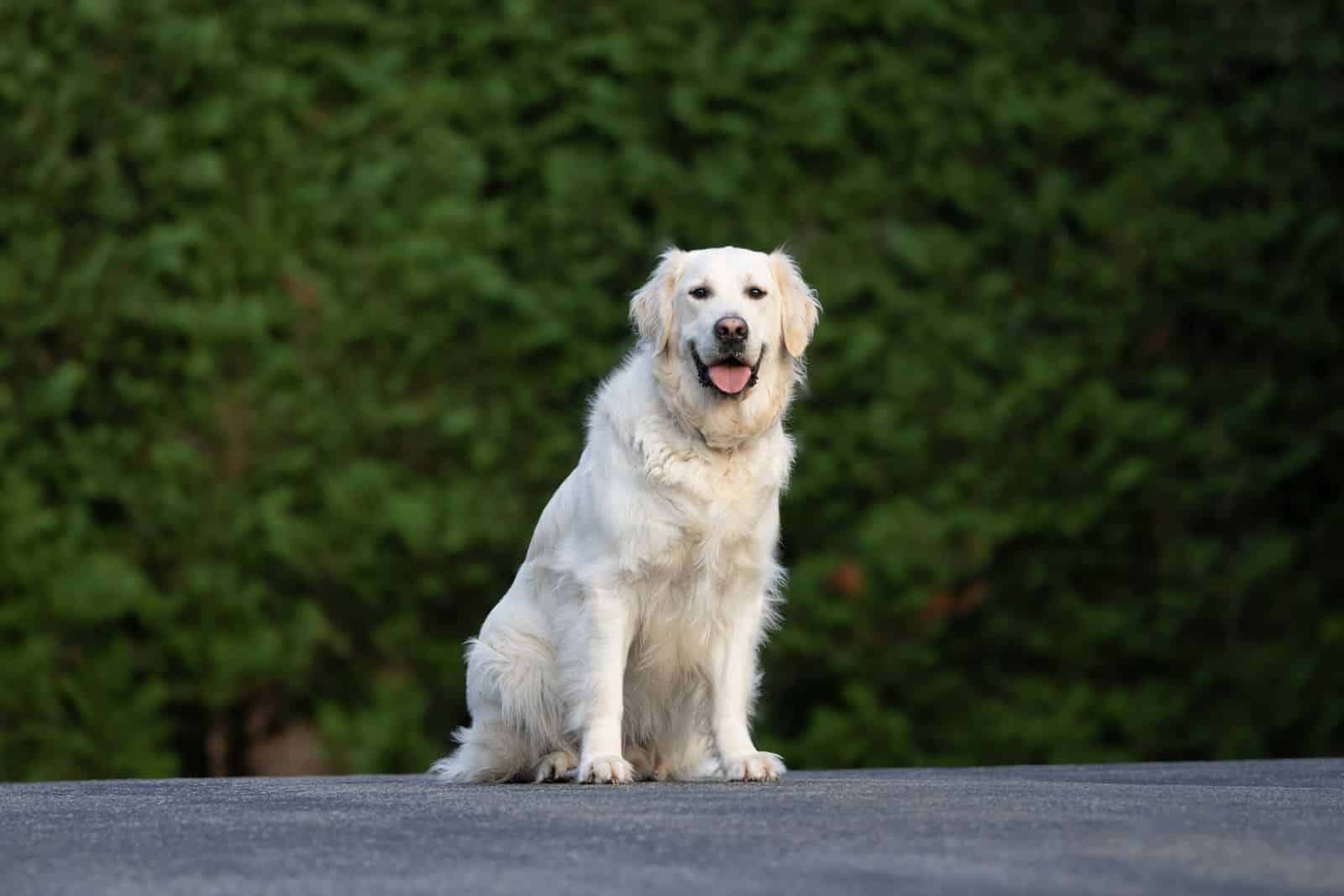 Grundkommandos Hund: Sitz, Platz und Co. beibringen