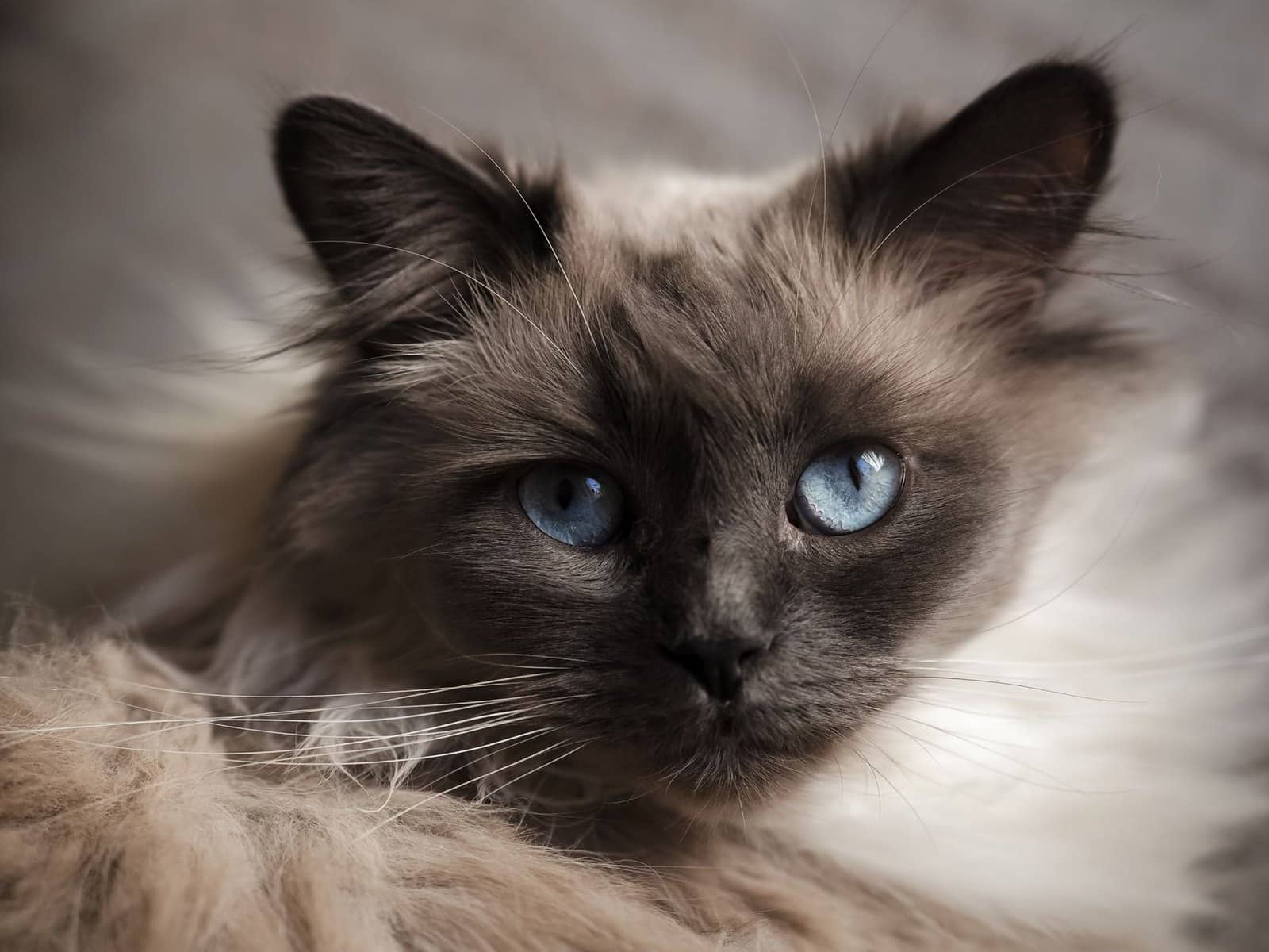 Nahaufnahme einer Heiligen Birma mit blauen Augen