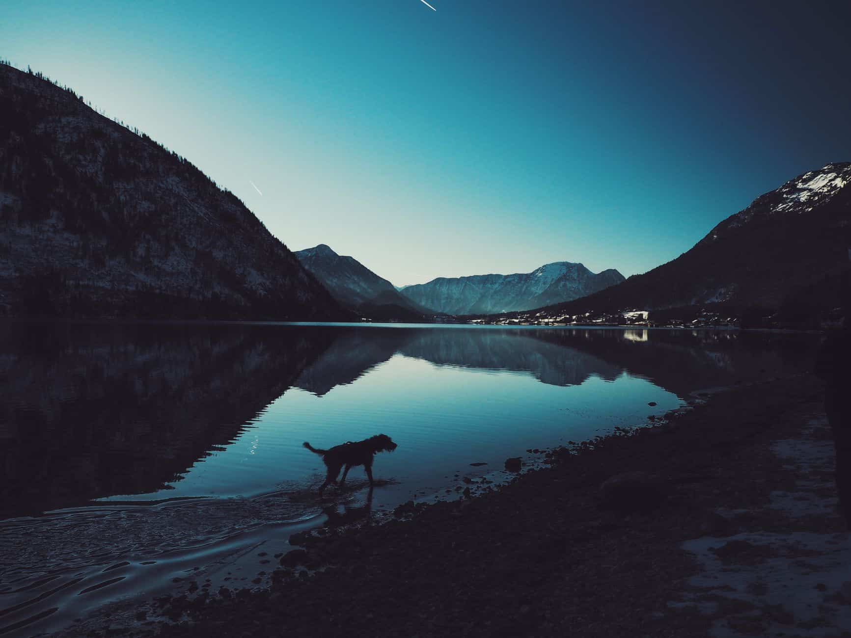 Musterportrait: Hund am Bergsee