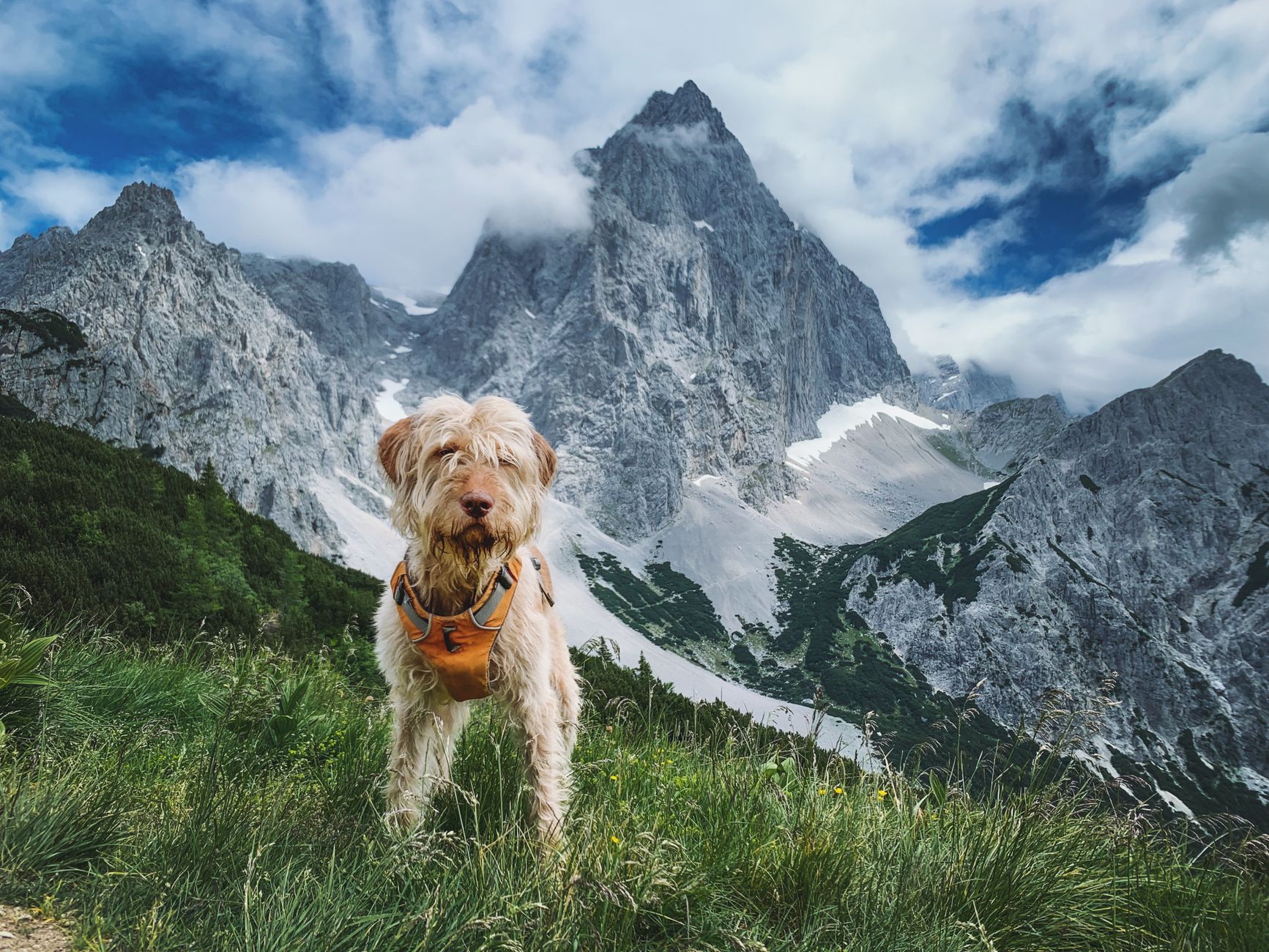 Musterportrait: Hund auf der Bergwiese