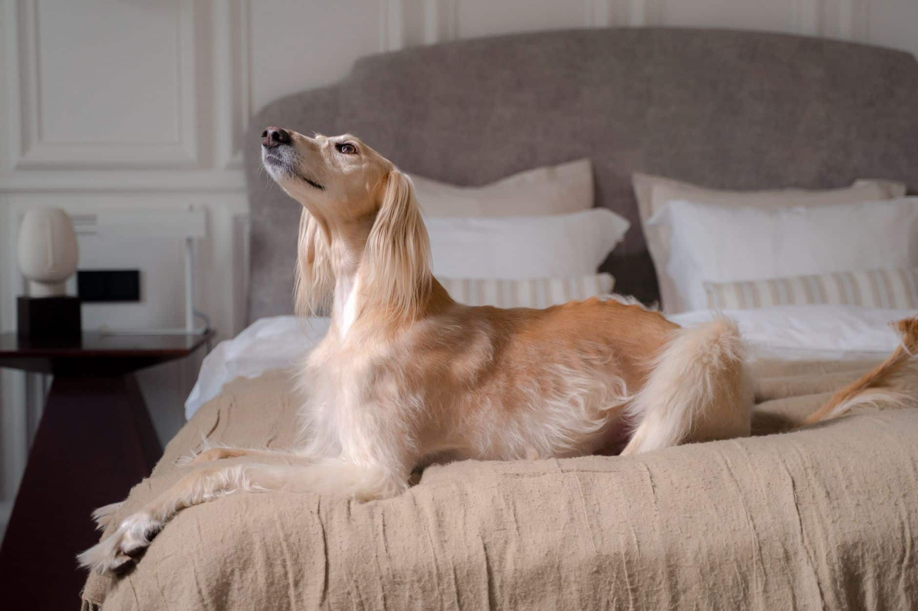 Musterportrait: Hund im Hotelzimmer