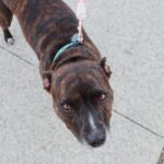Hund aggressiv: Ursachen erkennen und sicher handeln