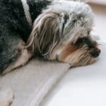 Hund alleine lassen: Schritt-für-Schritt-Training