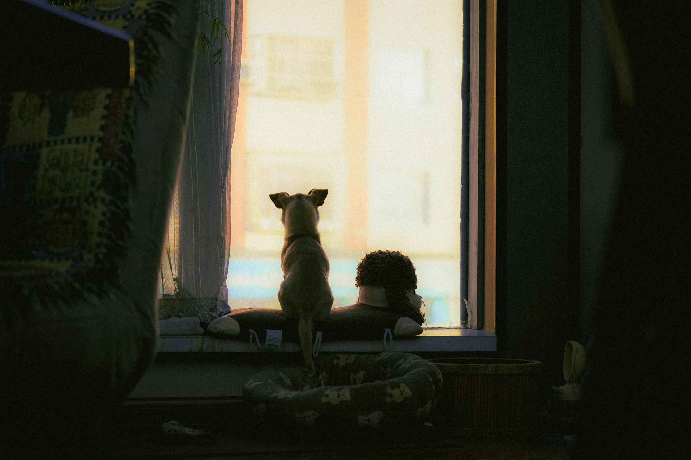 Hund schaut am Fenster, Beobachtung per Kamera