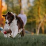 Hund auslasten: Bewegung, Kopfarbeit und Ruhe im richtigen Maß