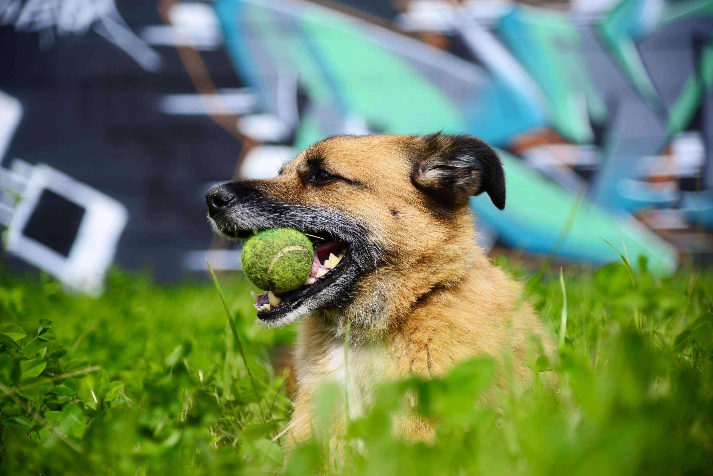 Hund apportiert beim Spiel einen Ball auf einer Wiese