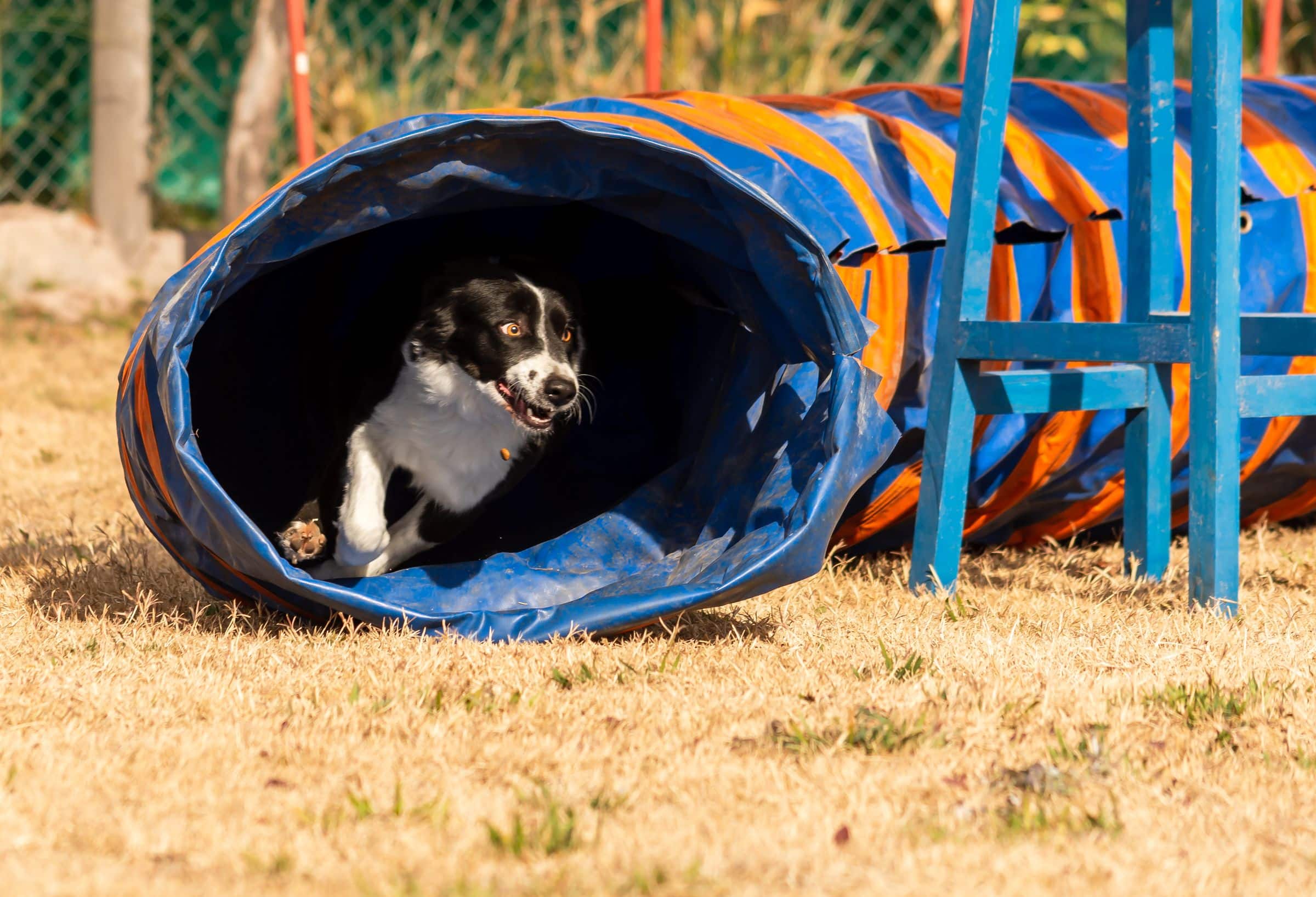 Hund läuft konzentriert durch einen Agility-Parcours