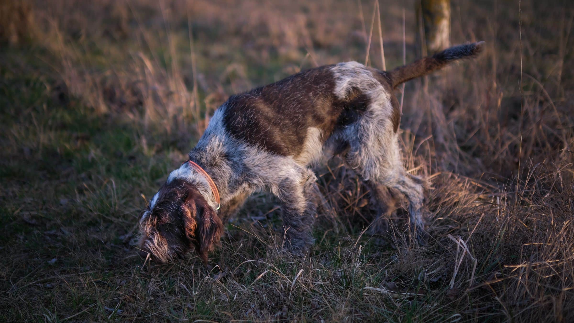 Hund arbeitet konzentriert mit der Nase bei einem Suchspiel