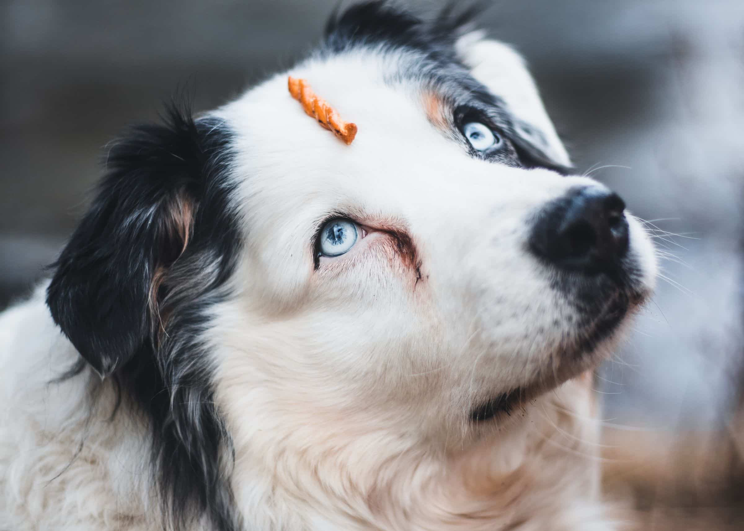 Hund wird beim Training mit einem Leckerli belohnt