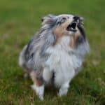 Hund bellen abgewöhnen: Ursachen verstehen und richtig trainieren