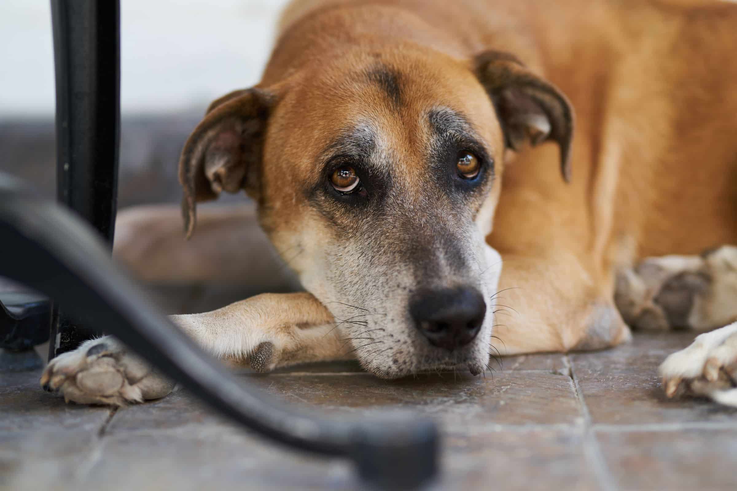 Entspannter Hund mit weichem Blick als Vergleich zur angespannten Koerperhaltung
