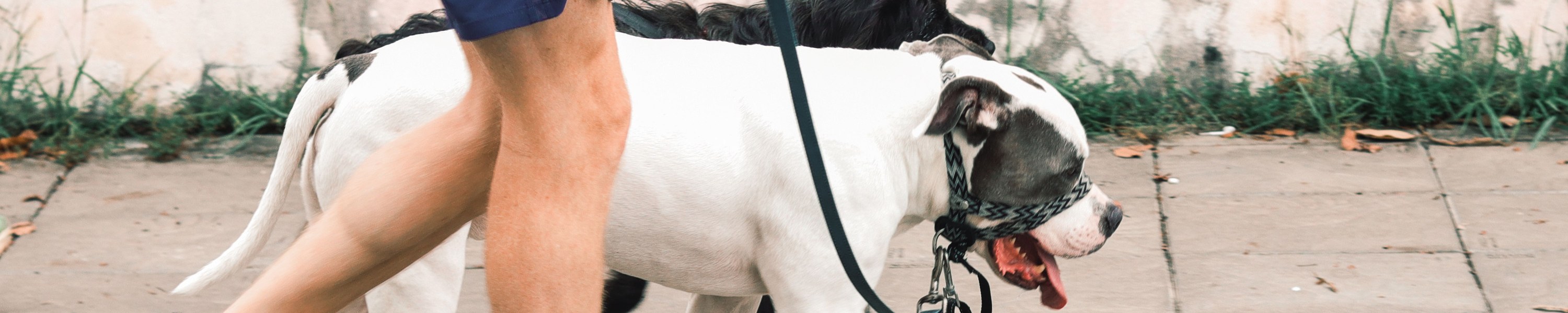 Hund erziehen: So gelingt die Erziehung deines Hundes