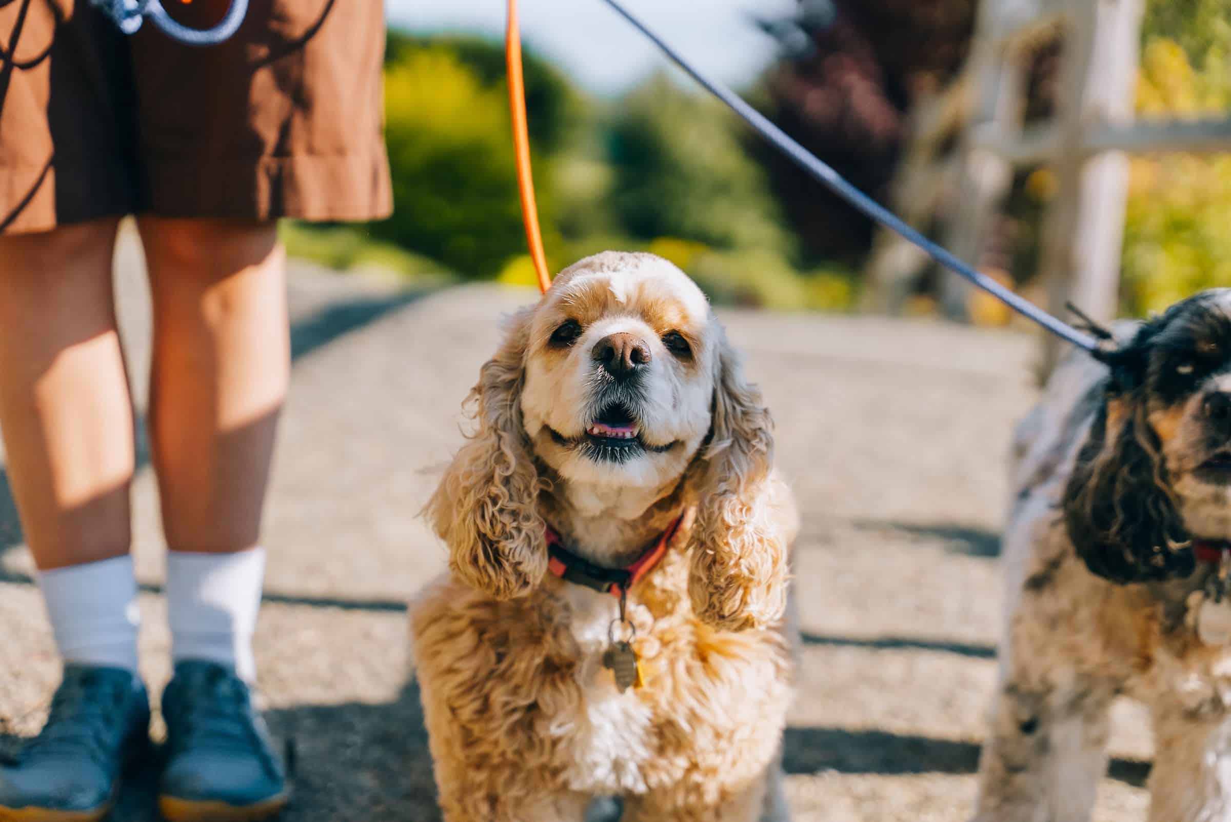 Hundehalterin übt Signale beim Spaziergang im Alltag