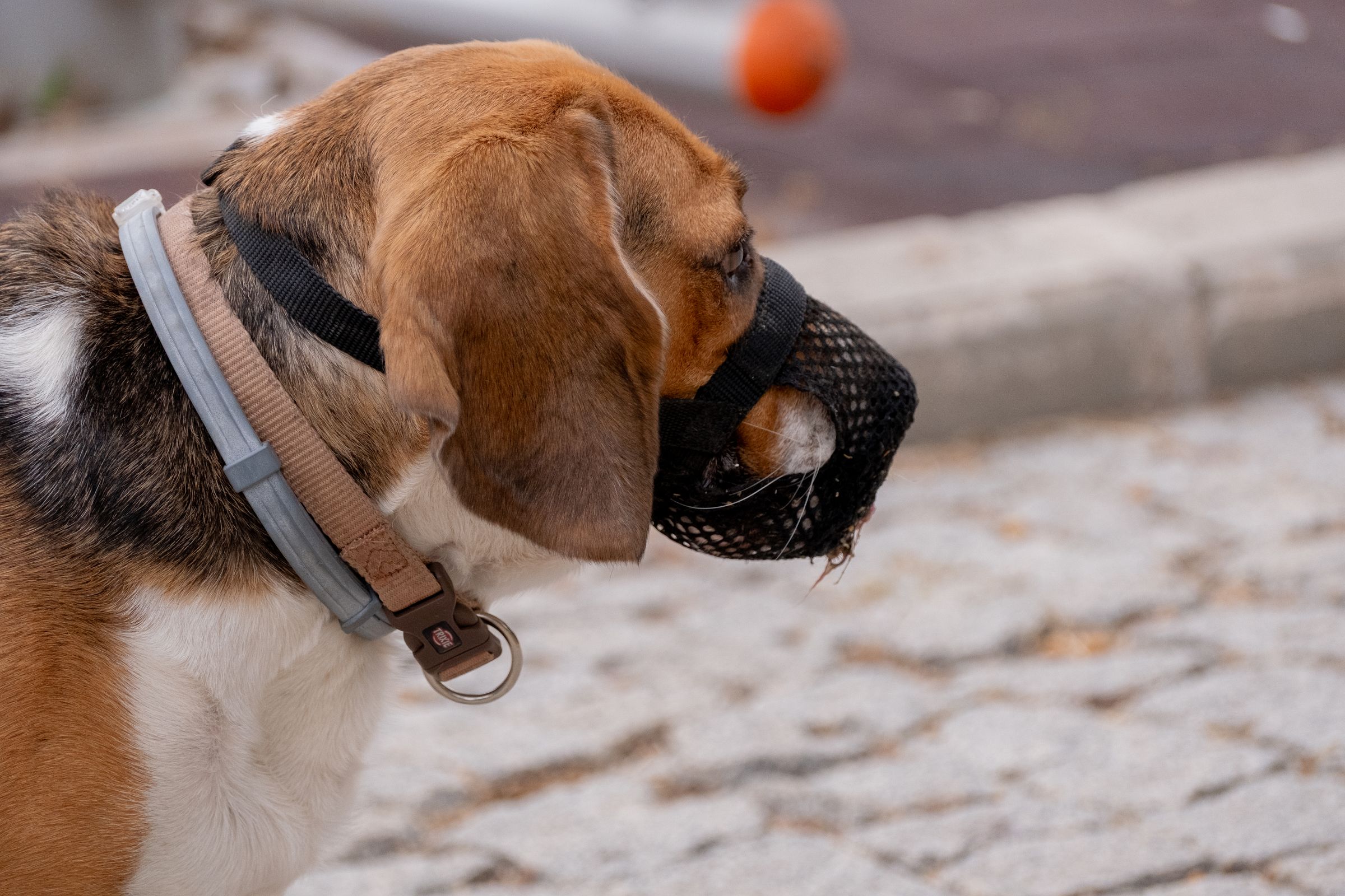 Hund trägt einen gut sitzenden Maulkorb beim Spaziergang