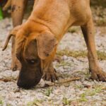 Hund frisst Kot: Ursachen und wie du es ihm abgewöhnst