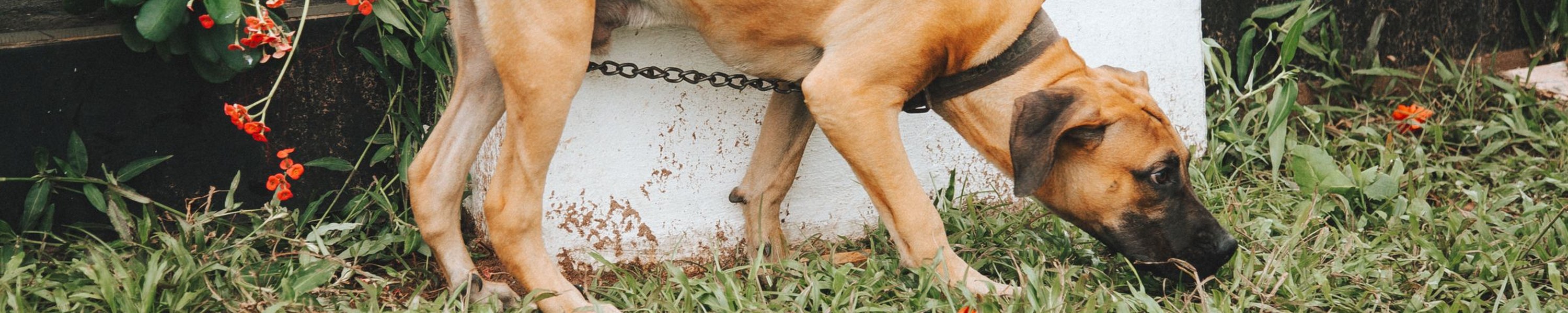 Hund frisst Kot: Ursachen und wie du es ihm abgewöhnst
