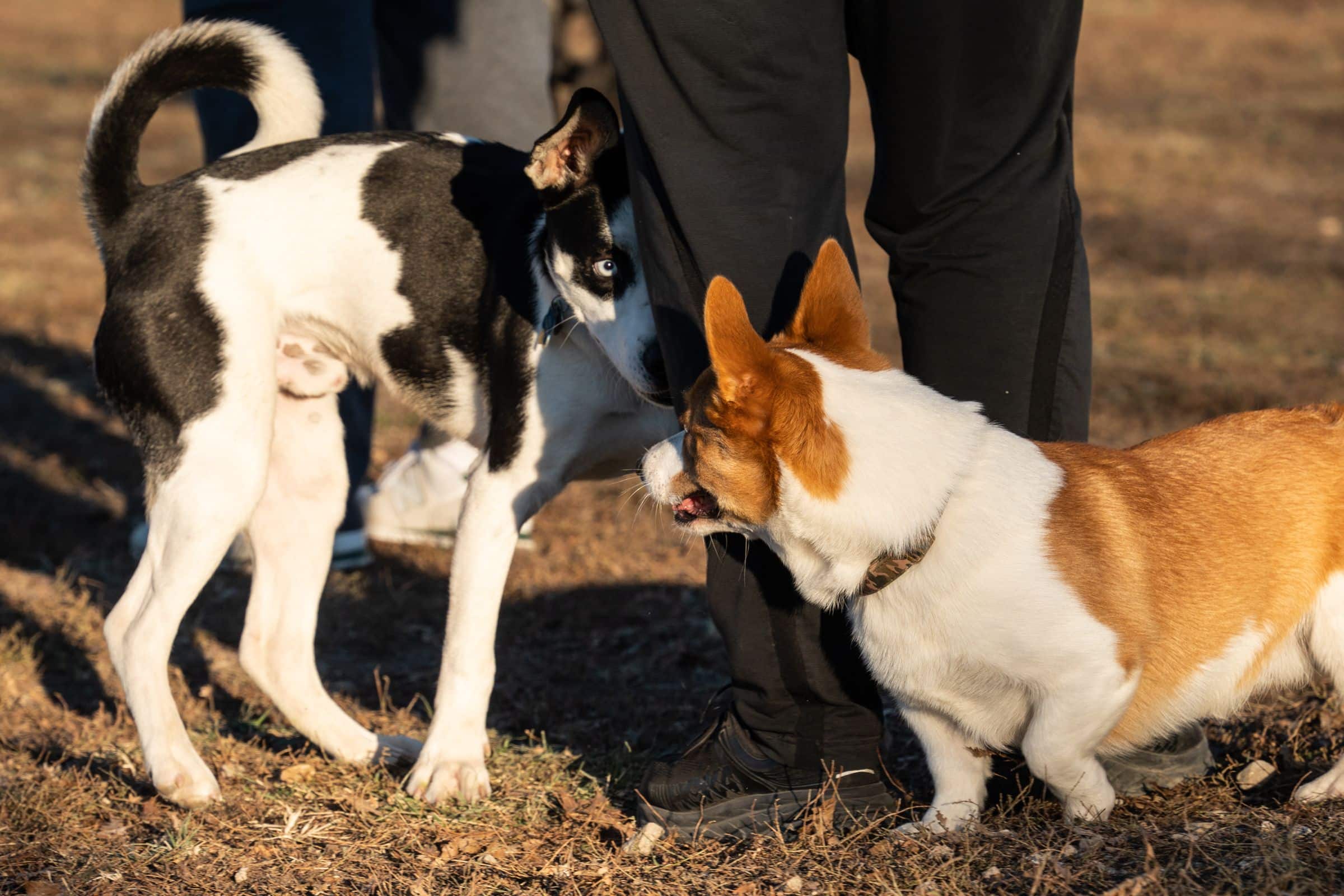 Hund läuft freudig über eine Wiese zurück zum Halter