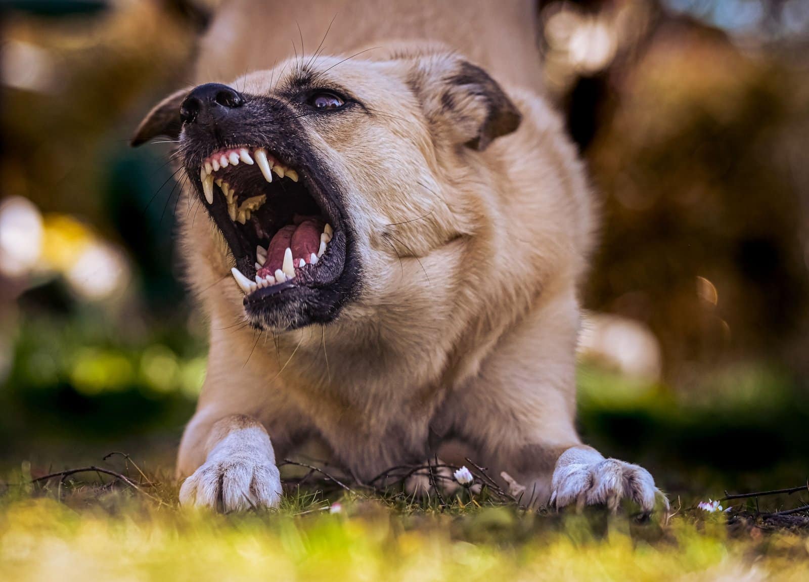 Hund knurrt und zeigt Zähne als Warnsignal