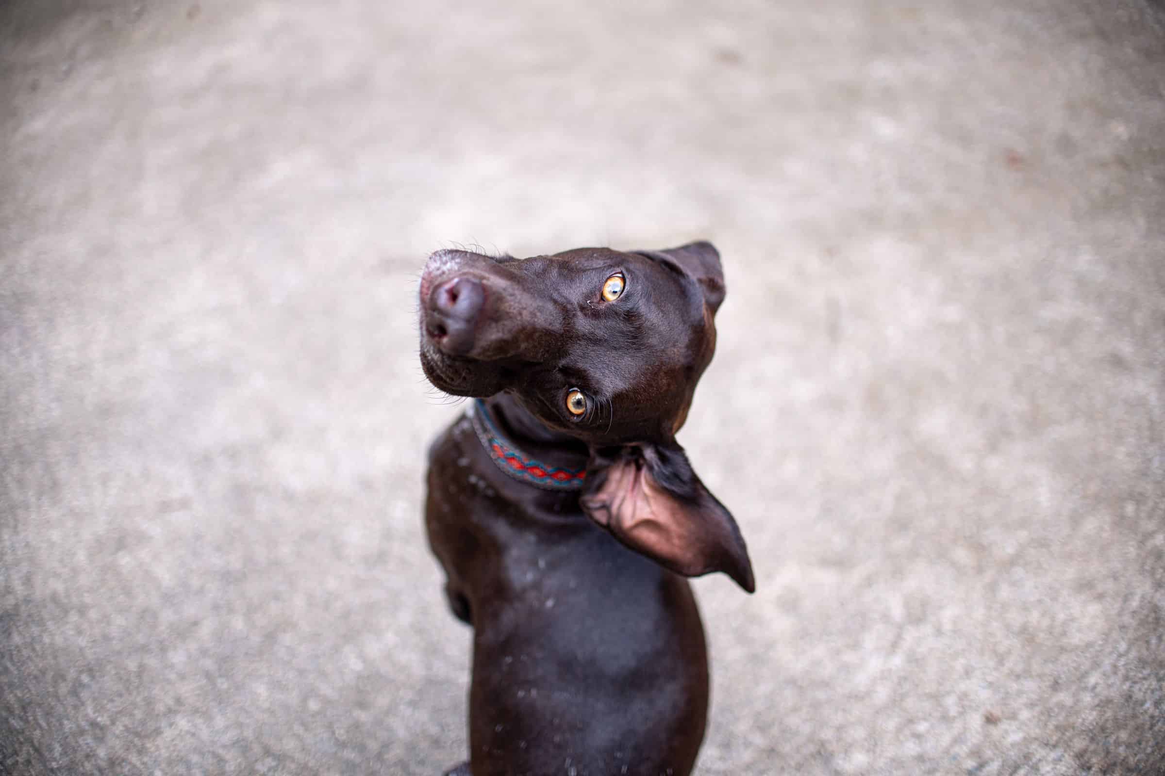Aufmerksamer Hund mit nach vorne gerichteten Ohren zeigt Körpersprache über Ohren und Mimik