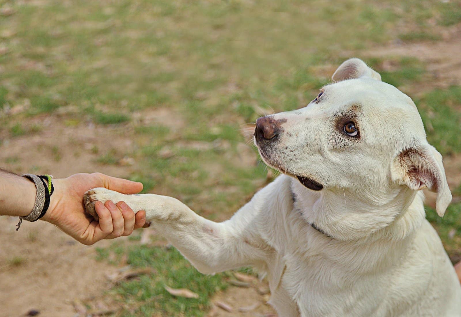 Hund gibt beim Clickertraining die Pfote
