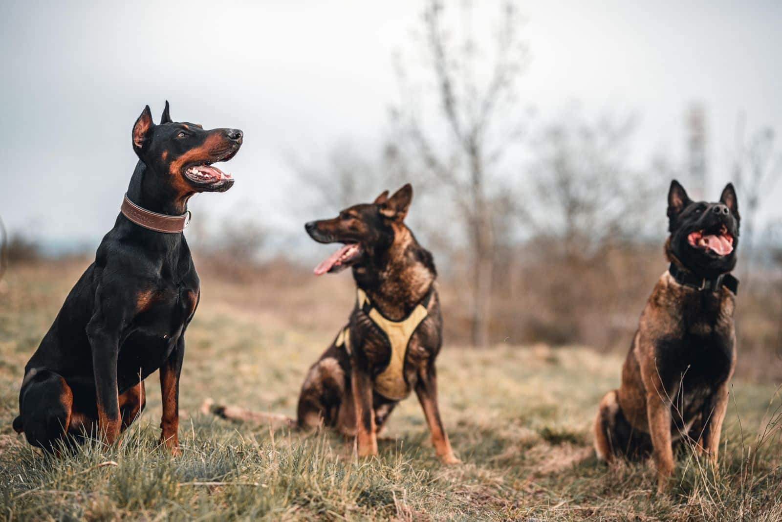 Hund übt geduldig das Grundkommando Platz und Bleib auf einer Wiese