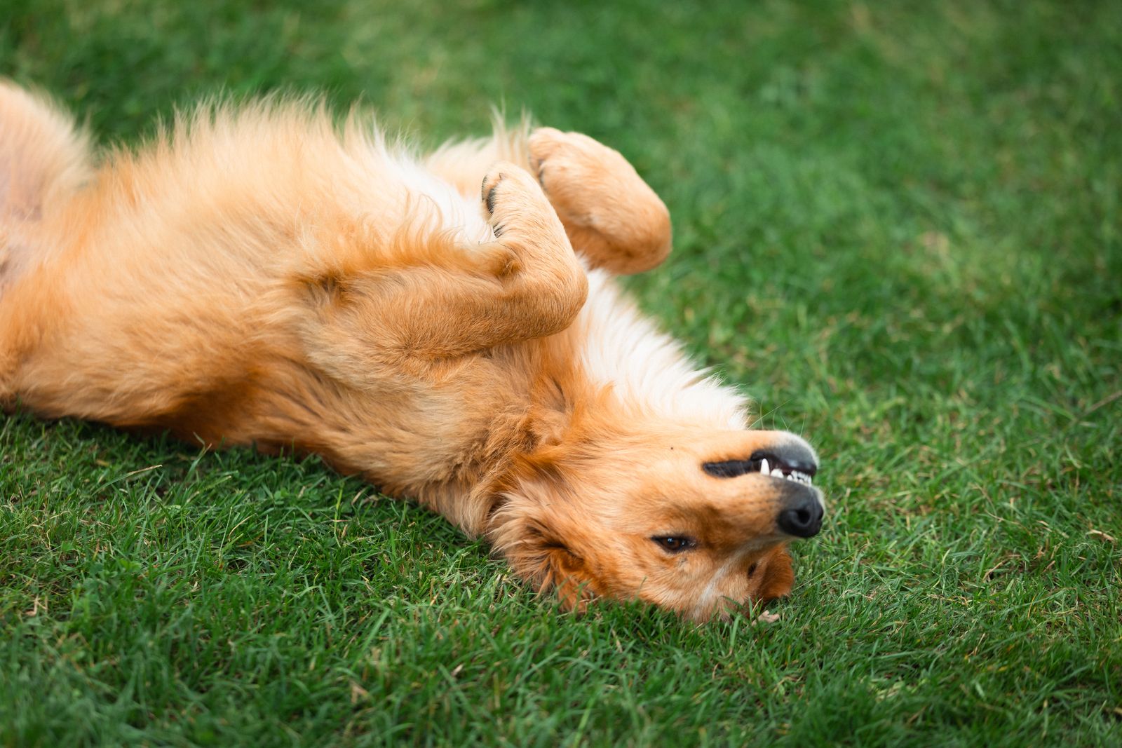 Hund lernt beim Tricktraining geduldig die Rolle auf einer weichen Unterlage